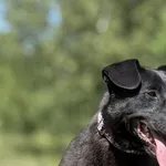 Imię:  Jogi Chip: 616093903019742 Płeć : Samiec Wiek:  styczeń 2024 Wielkość:  średni Kastracja/sterylizacja:  Tak Inne Psy:  Akceptuje towarzystwo suczek i psów, Dzieci:  W wieku szkolnym.  Charakter