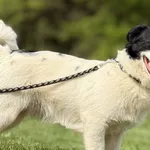 Imię:  Brysiu Chip: 616093903060342 Płeć : Samiec Wiek:  styczeń 2024 Wielkość:  mały Kastracja/sterylizacja:  Tak Inne Psy:  Akceptuje towarzystwo suczek i psów, Dzieci:  W wieku szkolnym.  Charakter