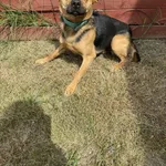 Znaleziono psa, Czartki, 4 lipca 2025