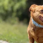 Pies do adopcji, Pieczyska, 4 lipca 2025