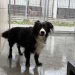 Pies do adopcji, Kraków, 20 czerwca 2025