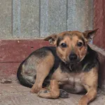 Znaleziono psa, Czartki, 4 lipca 2025