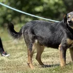 Imię:  Bartek Chip: 616093903065390 Płeć : Samiec Wiek:  styczeń 2023 Wielkość:  średni Kastracja/sterylizacja:  Tak Inne Psy:  Akceptuje towarzystwo suczek i psów, Dzieci:  W wieku szkolnym.  Charakt