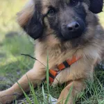 Oddam psa, Łódź, 5 lipca 2025