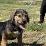 Imię:  Wojtuś Chip: 616093903064734 Płeć : Samiec Wiek:  kwiecień 2025 Wielkość:  szczeniak Kastracja/sterylizacja:  Tak Inne Psy:  Akceptuje towarzystwo suczek i psów, Dzieci:  W wieku szkolnym.  Cha