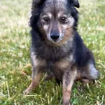 Znaleziono psa, Lublin, 6 lipca 2025