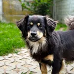 Pies do adopcji, Korabiewice, 5 lipca 2025