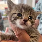 Znaleziono kota, Dobra, 5 lipca 2025