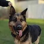 Znaleziono psa, Lublin, 5 lipca 2025