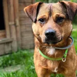 Pies do adopcji, Korabiewice, 5 lipca 2025