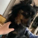 Zaginął pies, Zalesie, 6 lipca 2025