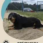 Znaleziono psa, Dąbrówka, 4 lipca 2025