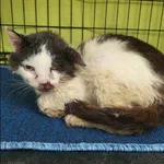 Znaleziono kota, Grudziądz, 6 lipca 2025