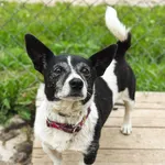 Pies do adopcji, Korabiewice, 5 lipca 2025