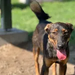 Pies do adopcji, Bydgoszcz, 6 lipca 2025