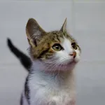 Znaleziono kota, Sosnowiec, 5 lipca 2025