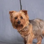 MIKA /W PROCESIE ADOPCYJNYM/