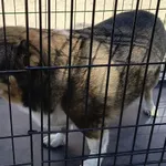 Znaleziono psa, Radom, 5 lipca 2025