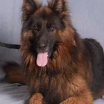 Pies do adopcji, Gdańsk, 22 maja 2025