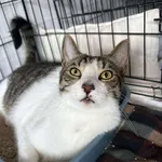 Znaleziono kota, Sosnowiec, 4 lipca 2025