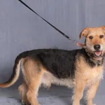 Pies do adopcji, Gdańsk, 28 maja 2025