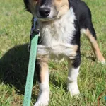 Pies do adopcji, Grudziądz, 29 czerwca 2025