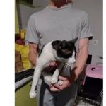 Znaleziono kota, Białystok, 5 lipca 2025