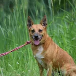 Znaleziono psa, Toruń, 12 czerwca 2025