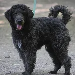 Znaleziono psa, Toruń, 28 czerwca 2025