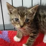 Znaleziono kota, Toruń, 4 lipca 2025