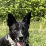 Imię:  Zygfryd Chip: 616093903064129 Płeć : Samiec Wiek:  październik 2024 Wielkość:  średni Kastracja/sterylizacja:  Tak Inne Psy:  Akceptuje towarzystwo suczek i psów, Dzieci:  W wieku szkolnym.  Ch