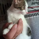 Kot do adopcji, Orzechowce, 7 lipca 2025