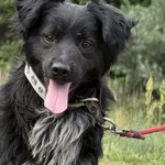 Imię:  Wafel Chip: 616093903060309 Płeć : Samiec Wiek:  styczeń 2024 Wielkość:  mały Kastracja/sterylizacja:  Tak Inne Psy:  Akceptuje towarzystwo suczek i psów, Dzieci:  W wieku szkolnym.  Charakter: