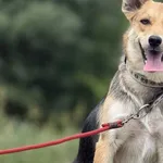 Imię:  Zenia Chip: 616093902550359 Płeć : Samica Wiek:  marzec 2024 Wielkość:  mała Kastracja/sterylizacja:  Tak Inne Psy:  Akceptuje towarzystwo suczek i psów, Dzieci:  W wieku szkolnym.  Charakter: 