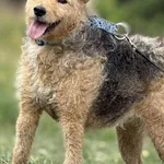 Imię:  Strucla Chip: 616093903024271 Płeć : Samica Wiek:  styczeń 2023 Wielkość:  mała Kastracja/sterylizacja:  Tak Inne Psy:  Akceptuje towarzystwo suczek i psów, Dzieci:  W wieku szkolnym.  Charakte