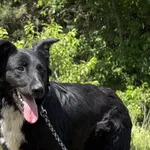 Imię:  Zibi Chip: 616093903064809 Płeć : Samiec Wiek:  październik 2024 Wielkość:  średni Kastracja/sterylizacja:  Tak Inne Psy:  Akceptuje towarzystwo suczek i psów, Dzieci:  W wieku szkolnym.  Chara