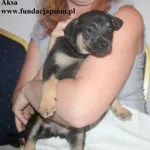 Aksa
