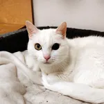 Kot do adopcji, Włocławek, 4 lipca 2025