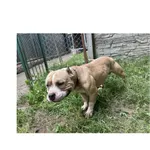 Znaleziono psa, Białystok, 2 lipca 2025