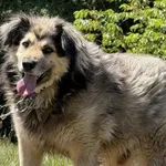 Imię:  Tadzik Chip: 616093903019542 Płeć : Samiec Wiek:  styczeń 2015 Wielkość:  średni Kastracja/sterylizacja:  Tak Inne Psy:  Akceptuje towarzystwo suczek i psów, Dzieci:  W wieku szkolnym.  Charakt