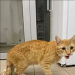 Znaleziono kota, Grudziądz, 4 lipca 2025