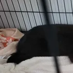 Znaleziono kota, Toruń, 4 lipca 2025