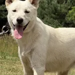 Imię:  Bielusek Chip: 616093903064742 Płeć : Samiec Wiek:  styczeń 2024 Wielkość:  średni Kastracja/sterylizacja:  Tak Inne Psy:  Akceptuje towarzystwo suczek i psów, Dzieci:  W wieku szkolnym.  Chara