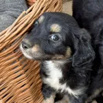 Maluchy do adopcji! Szczenięta czekają na domy