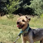 Pies do adopcji, Pieczyska, 8 lipca 2025