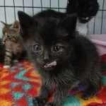 Znaleziono kota, Toruń, 4 lipca 2025