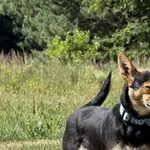 Imię:  Molly Chip: 616093903065334 Płeć : Samica Wiek:  styczeń 2016 Wielkość:  mała Kastracja/sterylizacja:  Tak Inne Psy:  Akceptuje towarzystwo suczek i psów, Dzieci:  W wieku szkolnym.  Charakter: