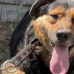 Imię:  Mycha Chip: 616093903065422 Płeć : Samica Wiek:  styczeń 2020 Wielkość:  średni Kastracja/sterylizacja:  Tak Inne Psy:  Akceptuje towarzystwo suczek i psów, Dzieci:  W wieku szkolnym.  Charakte