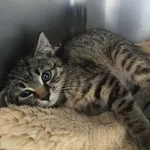 Znaleziono kota, Lublin, 4 lipca 2025