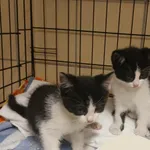 Znaleziono kota, Gdynia, 21 czerwca 2025